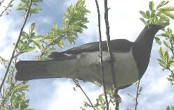 kereru in blossom