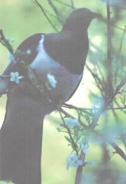 kereru