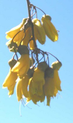 kowhai flowers