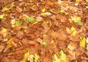 autumn leaves