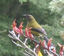 bellbird