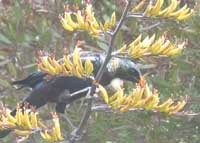 tui